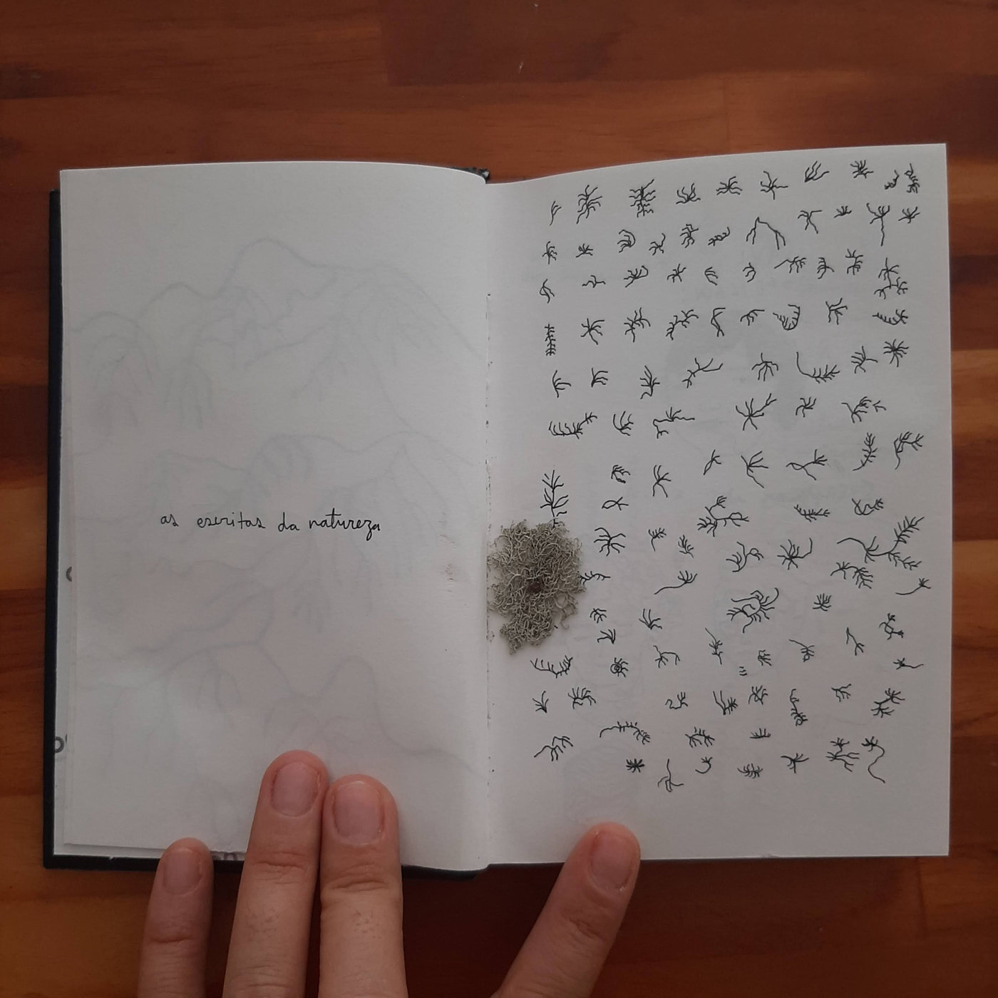 MOTH — More-Than-Human Life Gathering — 3